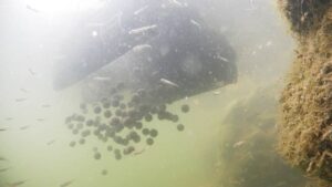 Zavážecí loďka SPORTS M1 - zasobník 2kg - Obrázek 9