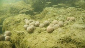 Zavážecí loďka SPORTS M1 - zasobník 2kg - Obrázek 10